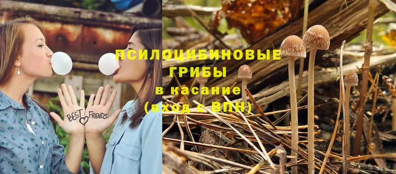 магазин продажи   Верея  Галлюциногенные грибы Psilocybe 